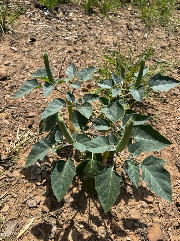 Datura wrightii