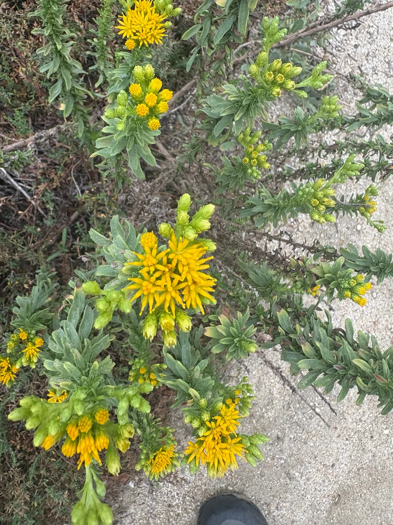 Isocoma Menziesii