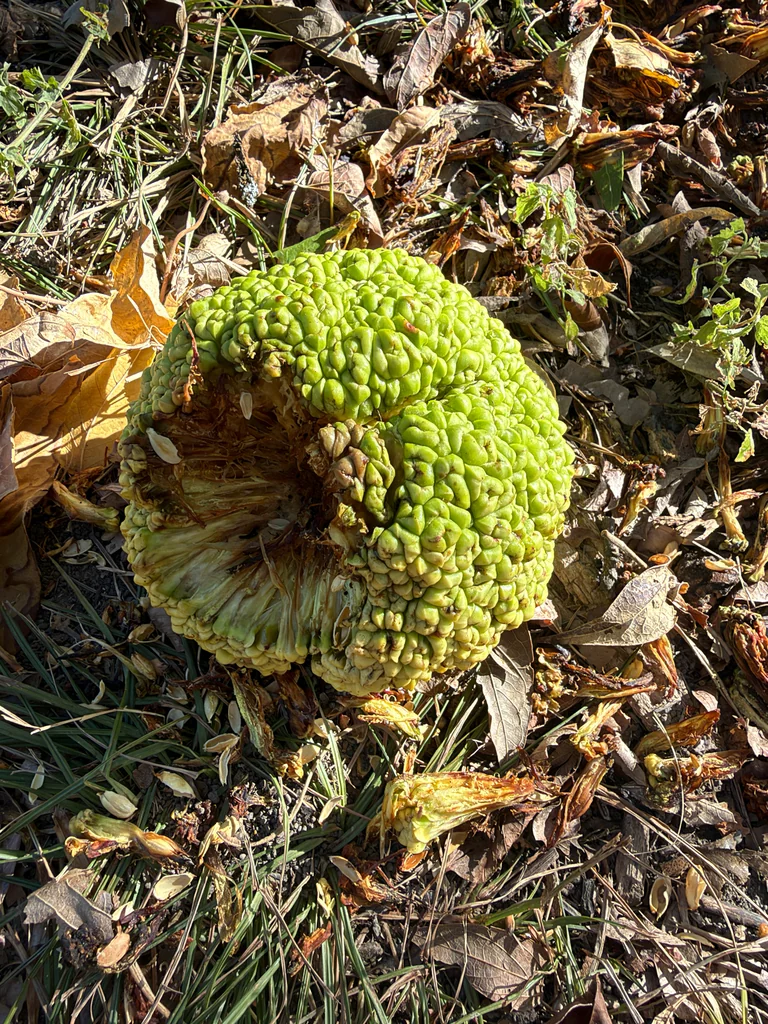 Maclura Pomifera