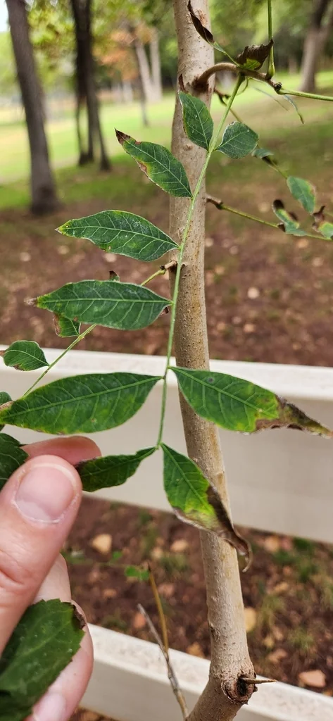 Pistacia Chinensis