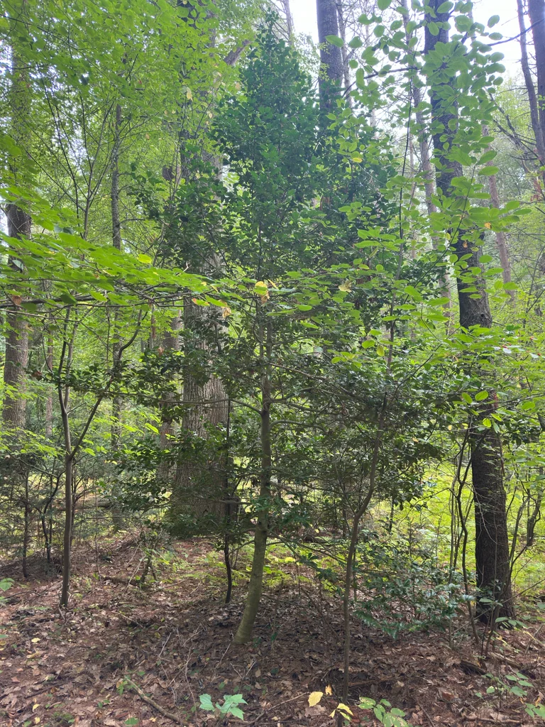 Ilex Opaca