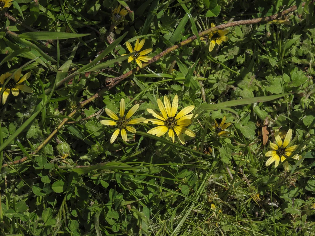 Arctotheca Calendula