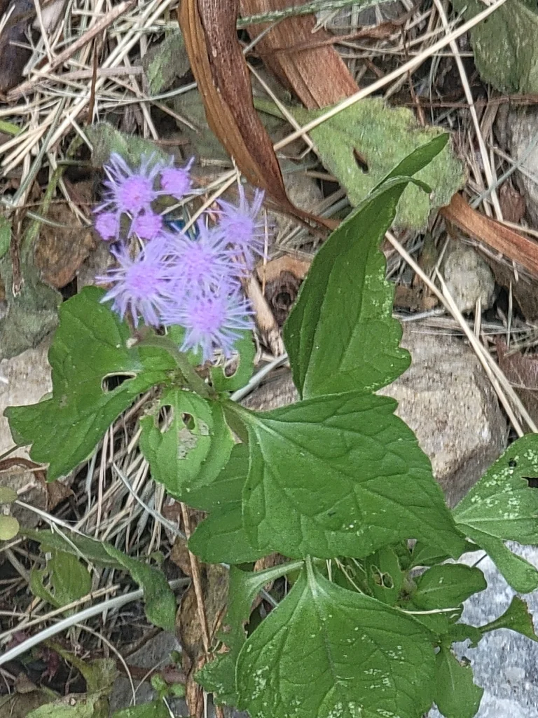 Eupatorium Coelestinum
