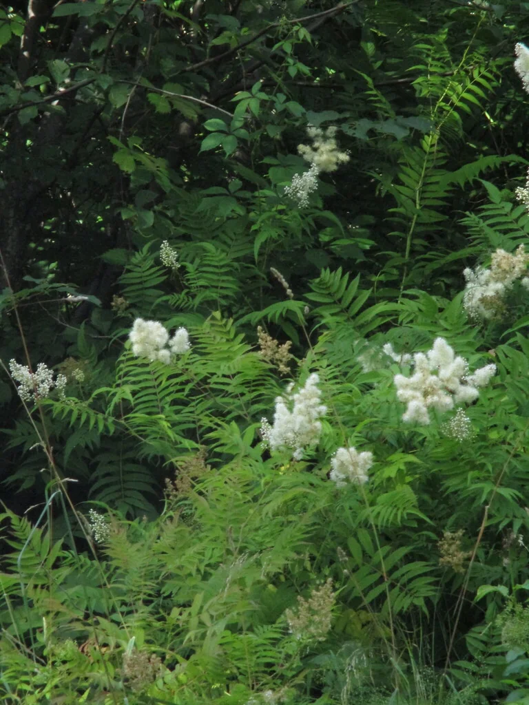 Sorbaria Sorbifolia