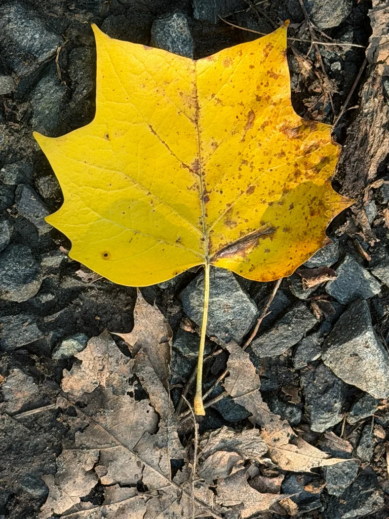 Liriodendron Tulipifera