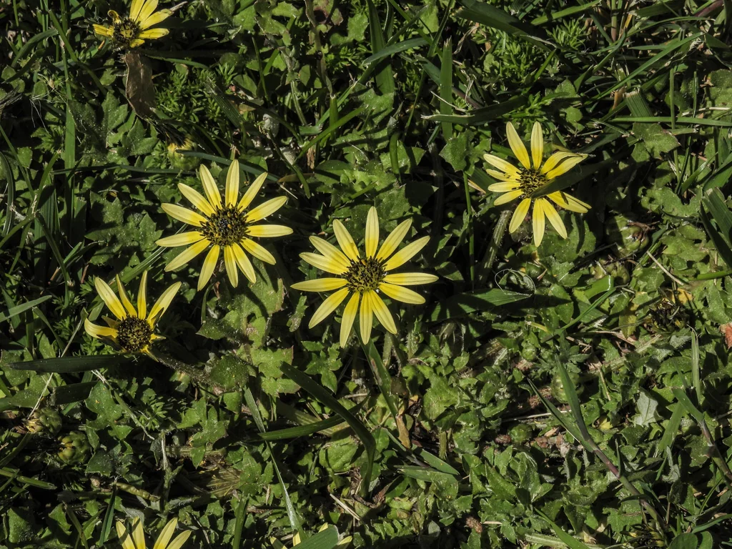 Arctotheca Calendula