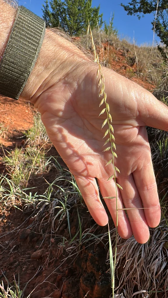 Bouteloua Curtipendula