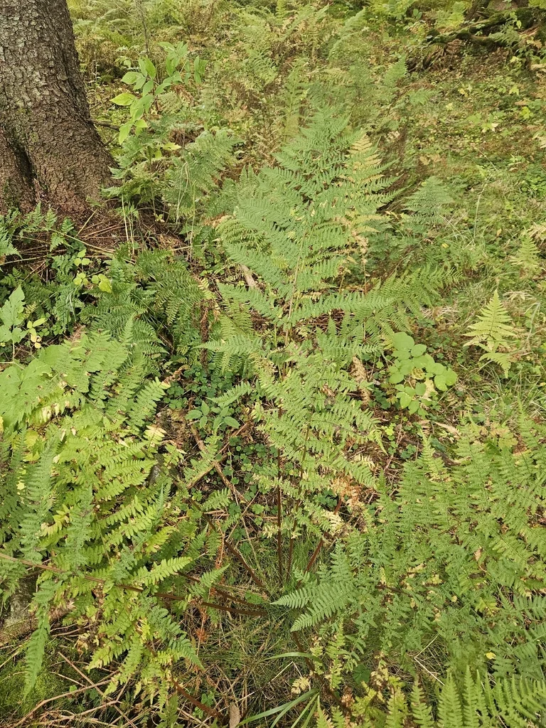 Athyrium filix-femina