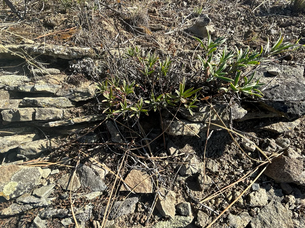 Penstemon Fruticosus