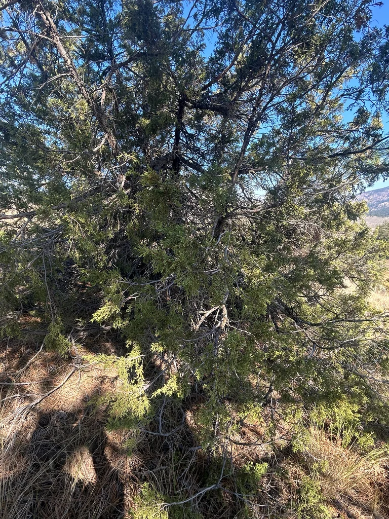 Juniperus Scopulorum