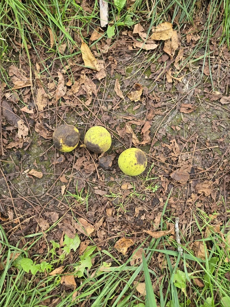 Juglans Nigra