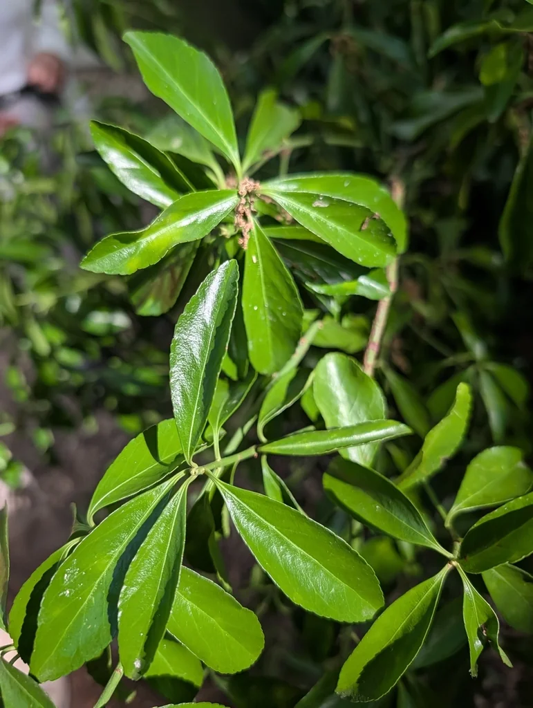 Euonymus Japonicus