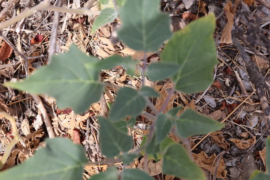 Datura wrightii