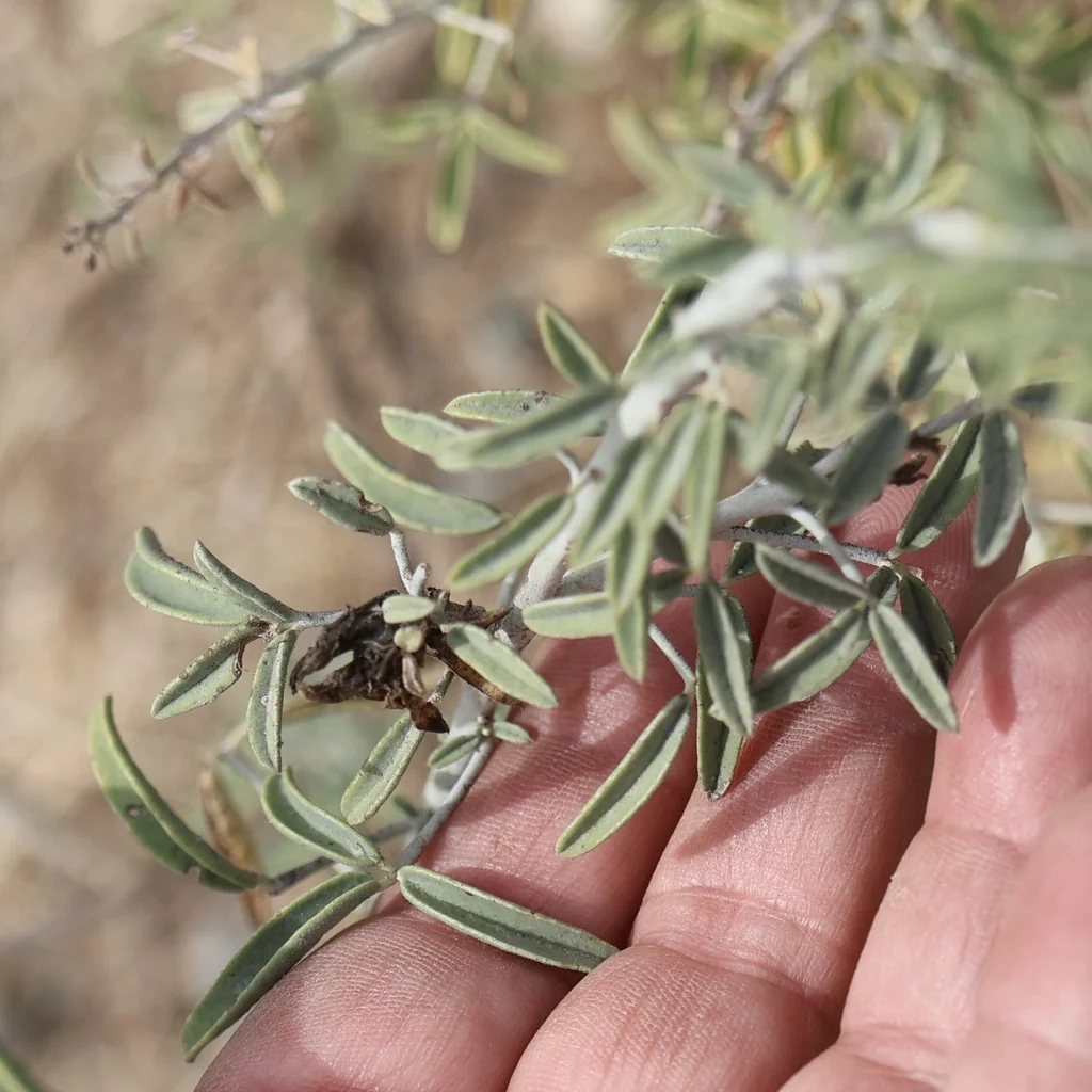 Isomeris Arborea