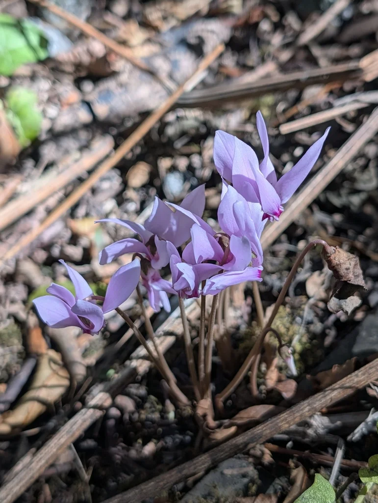 Cyclamen Hederifolium