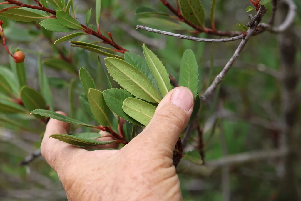 Heteromeles Arbutifolia
