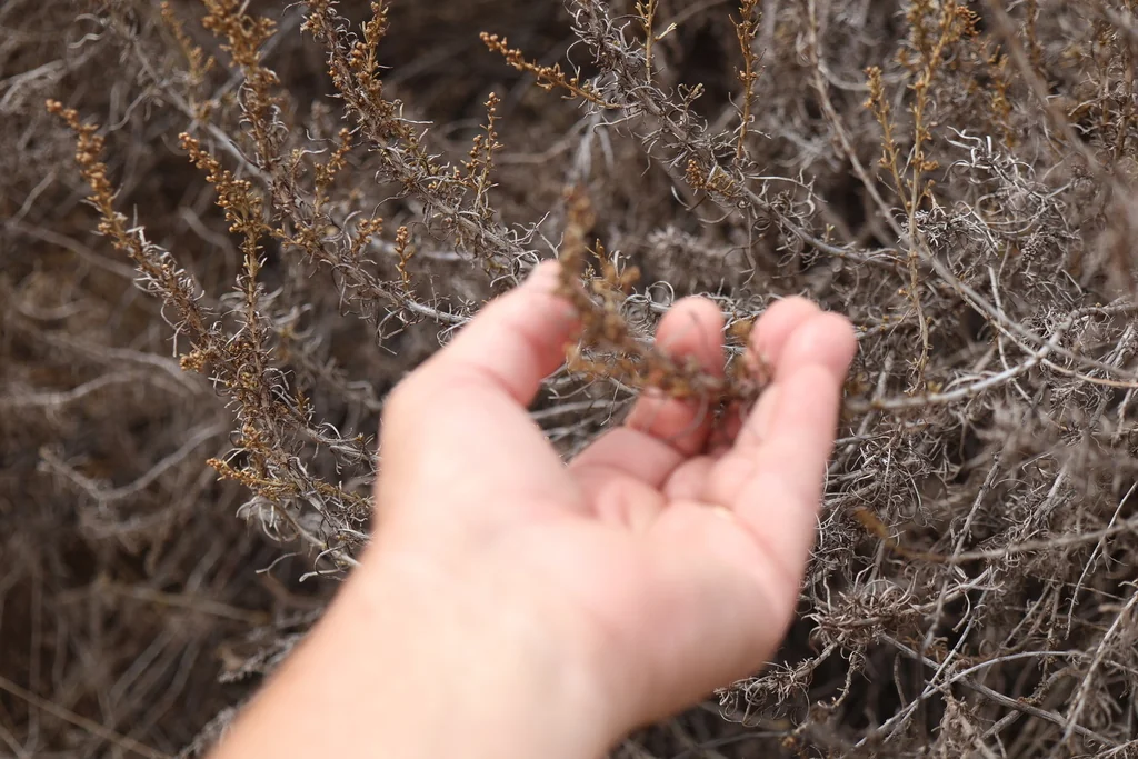 Artemisia Californica