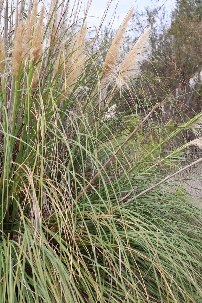 Cortaderia Selloana
