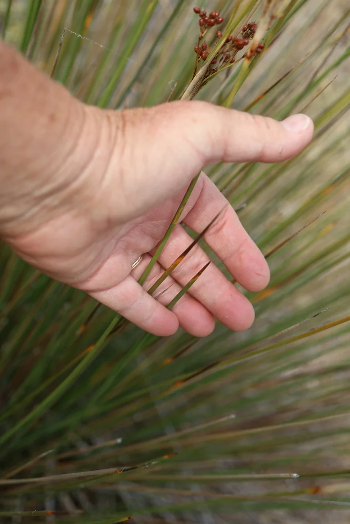 Juncus Acutus