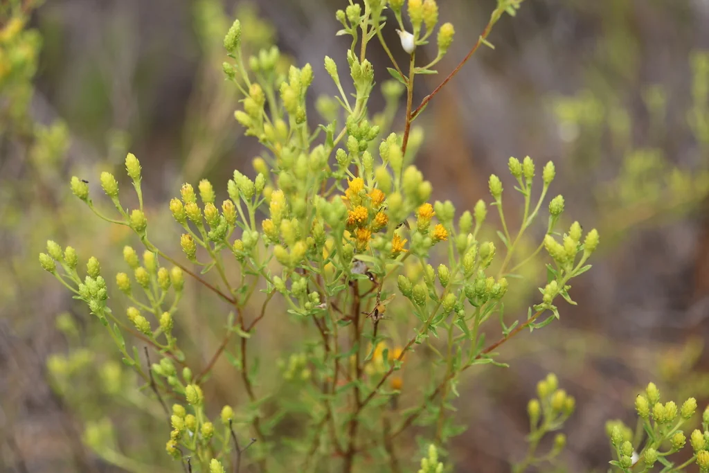 Isocoma Menziesii