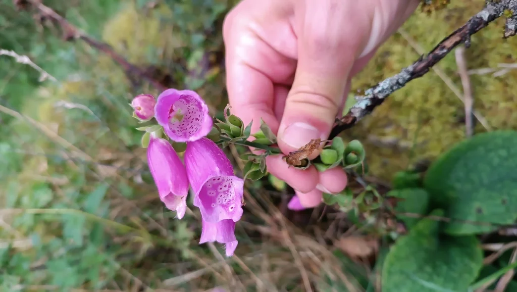 Digitalis Purpurea