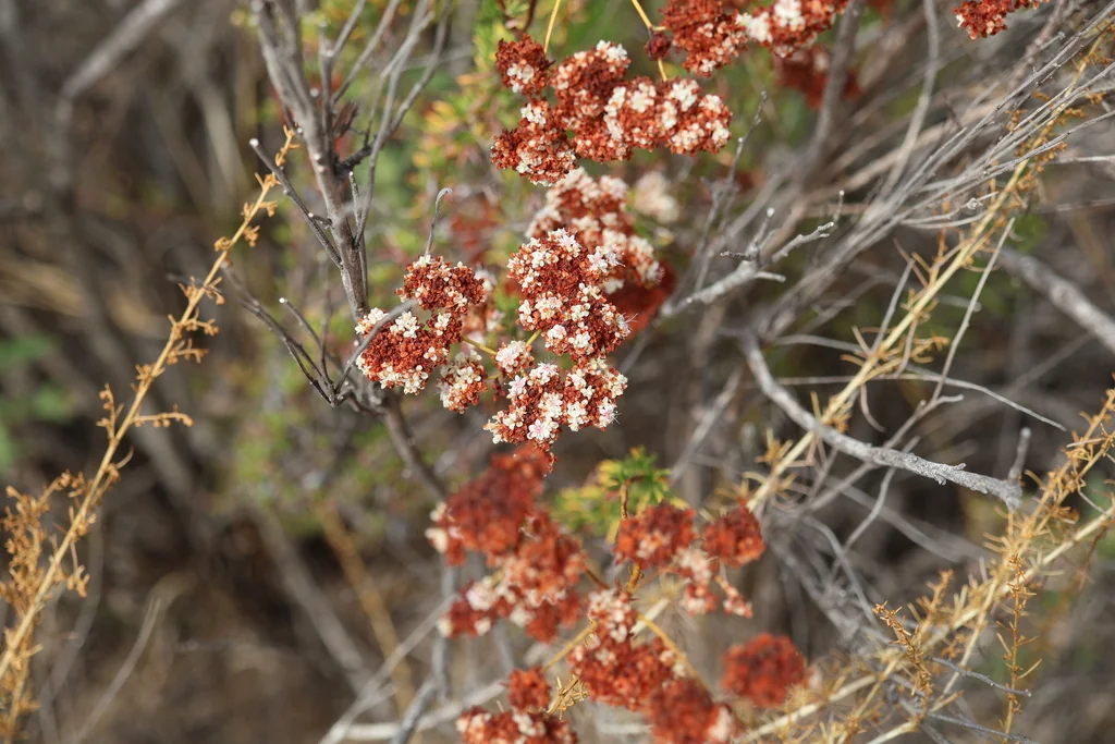 Eriogonum Fasciculatum