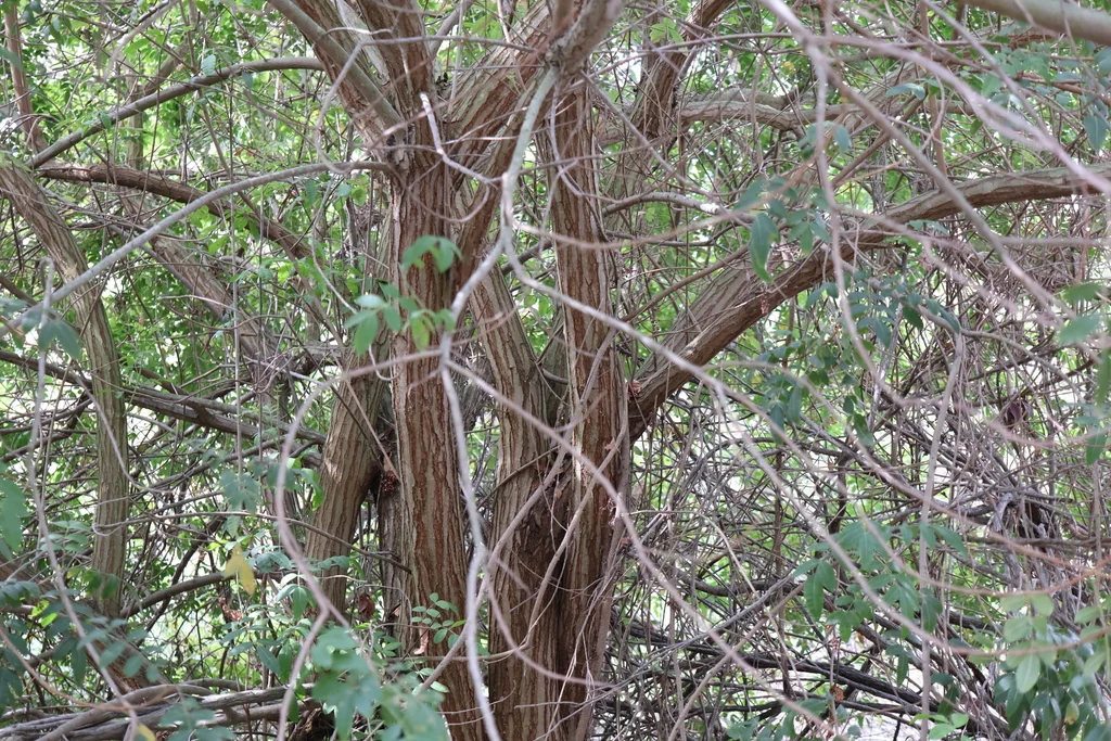 Sambucus Mexicana