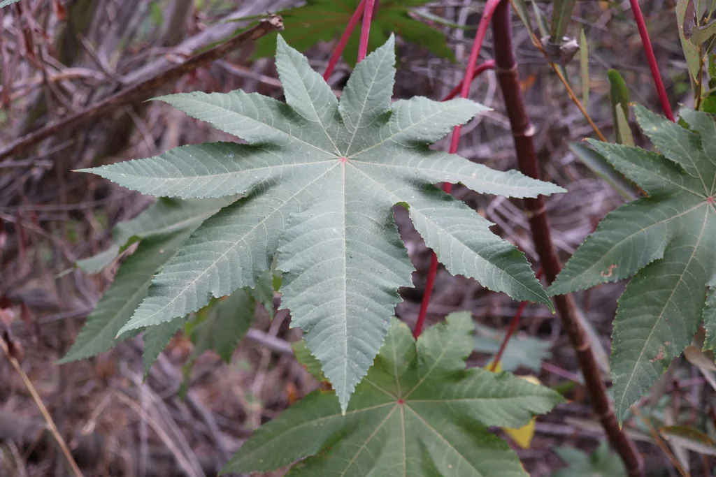 Ricinus Communis