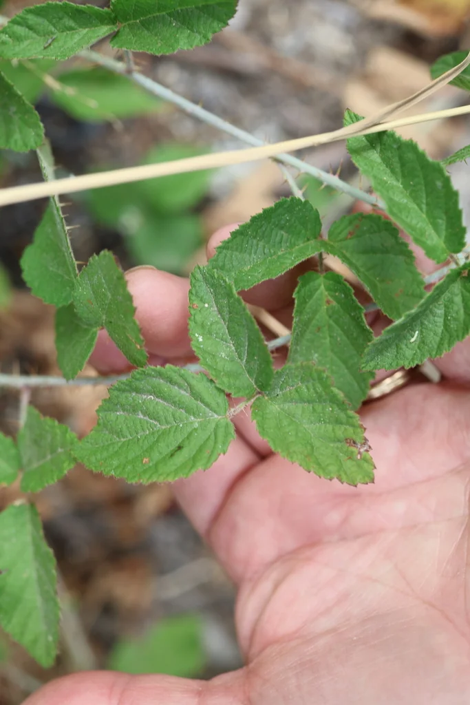 Rubus Ursinus