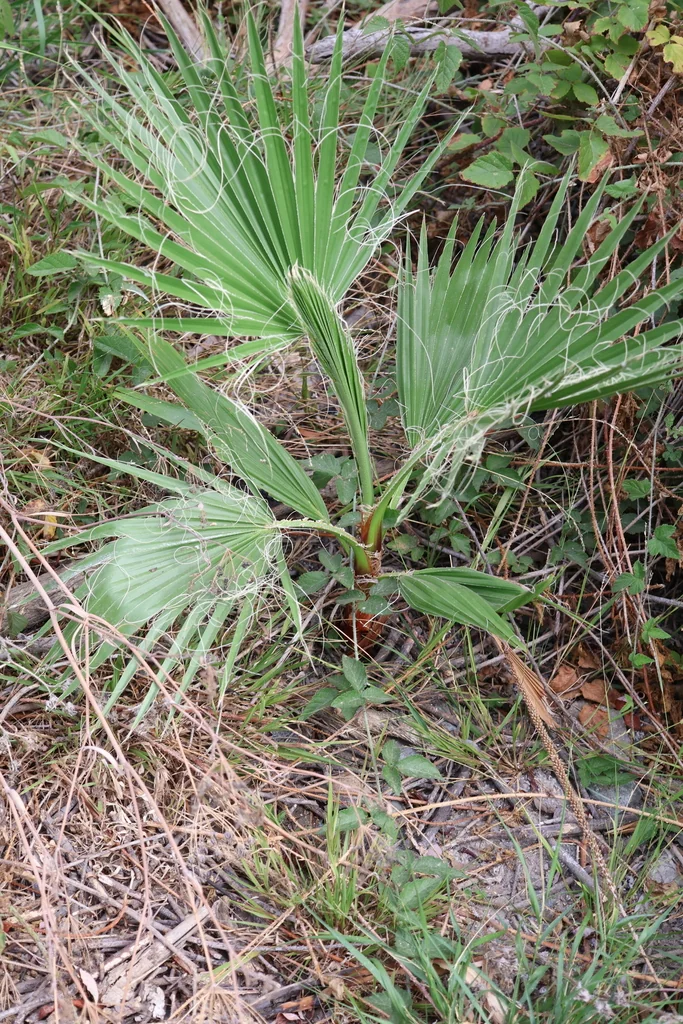 Washingtonia Robusta