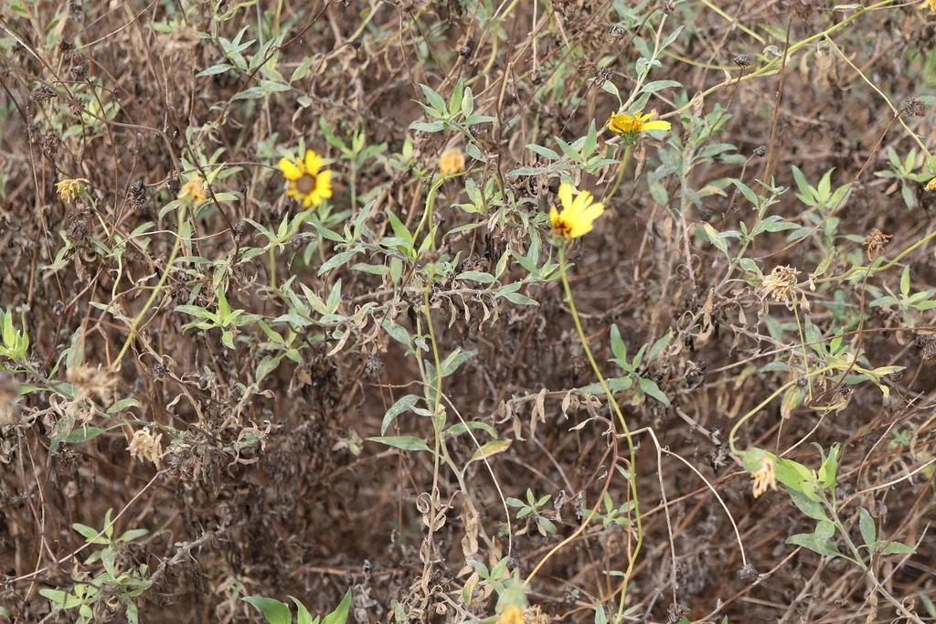 Encelia californica