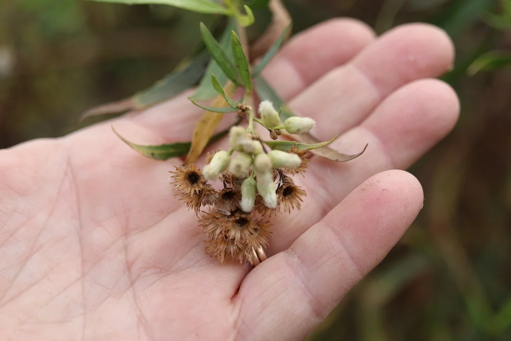Baccharis Salicifolia