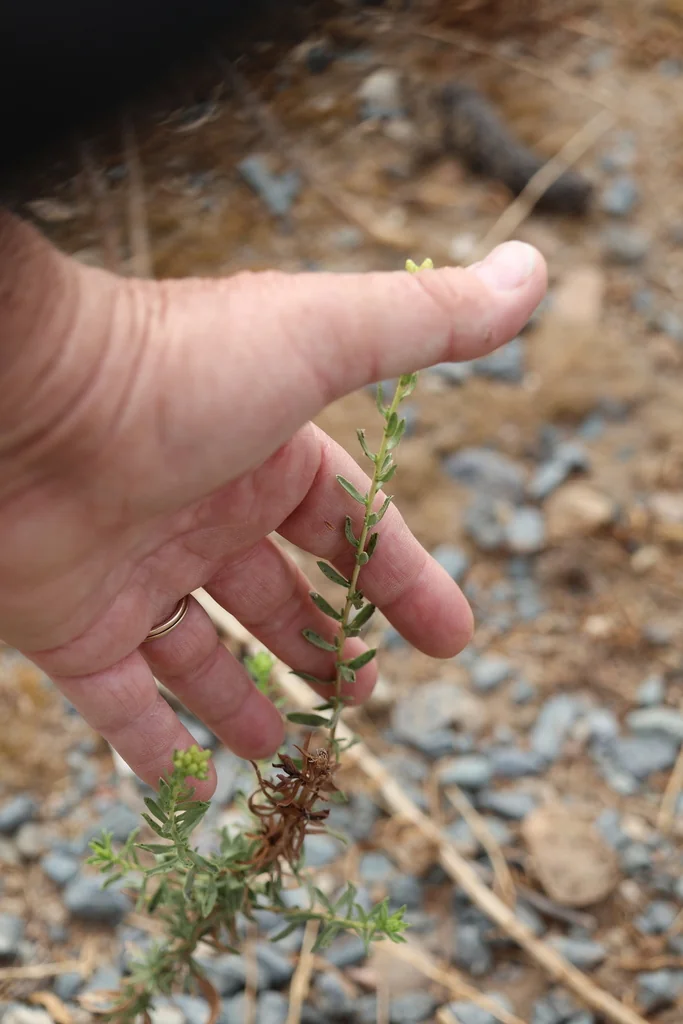 Isocoma Menziesii