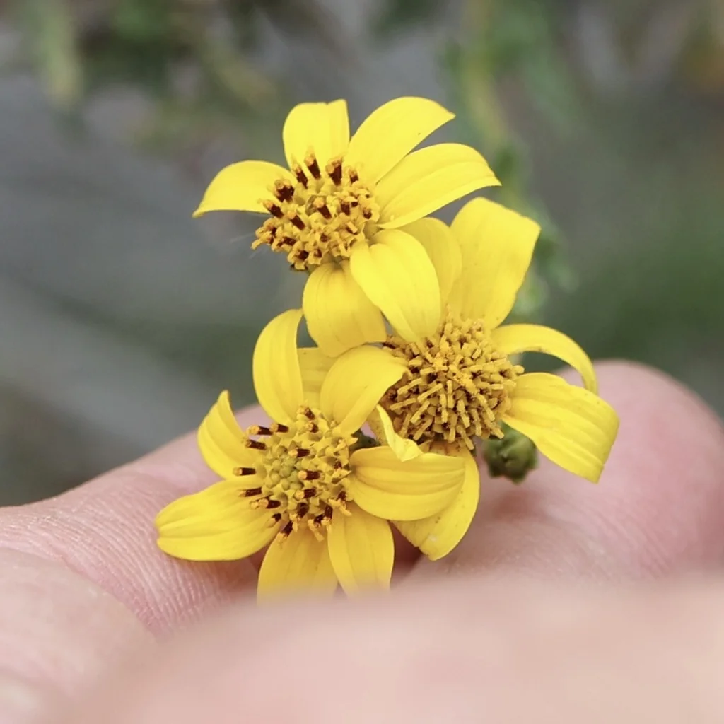 Bahiopsis Laciniata