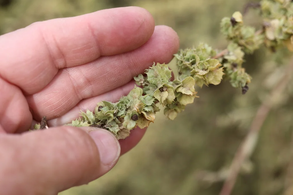 Atriplex Canescens