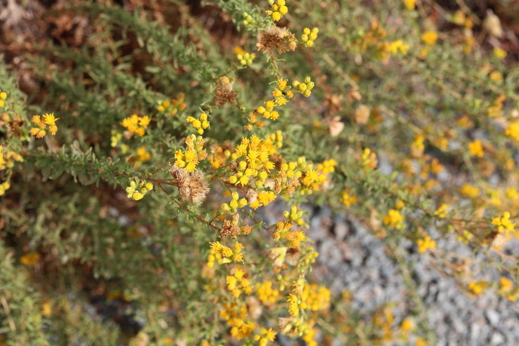 Isocoma Menziesii