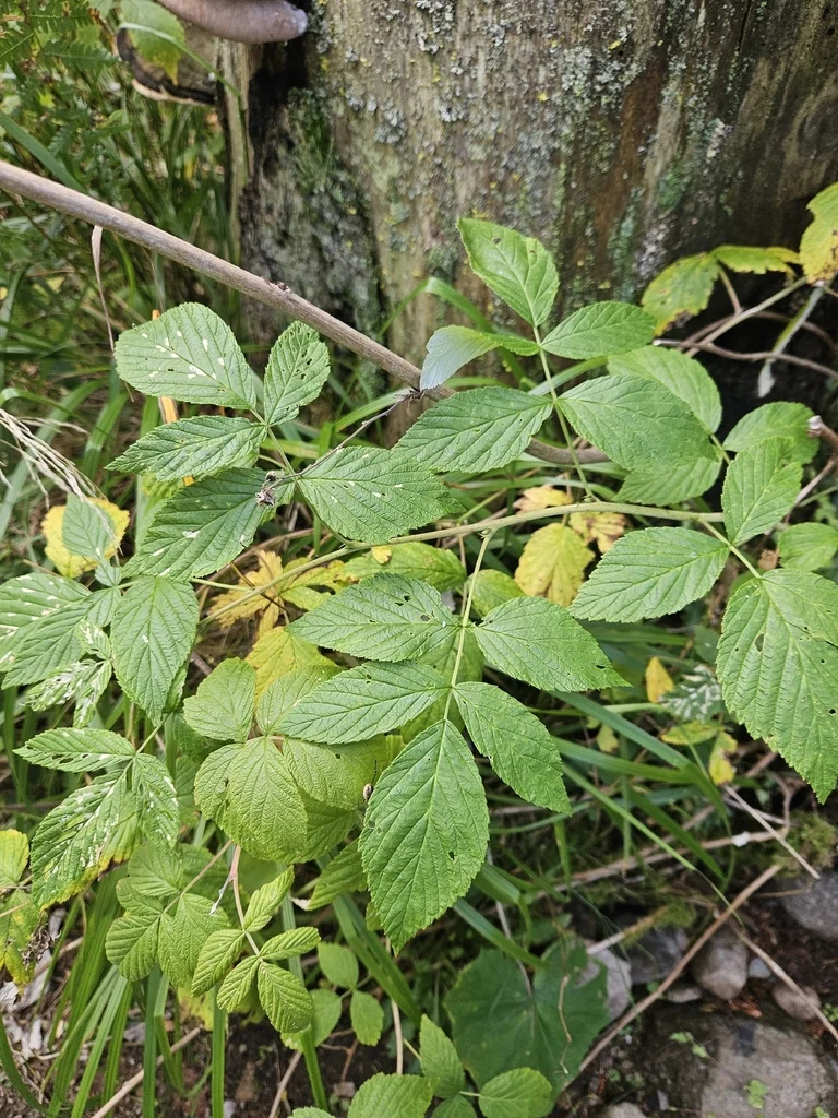 Rubus Idaeus