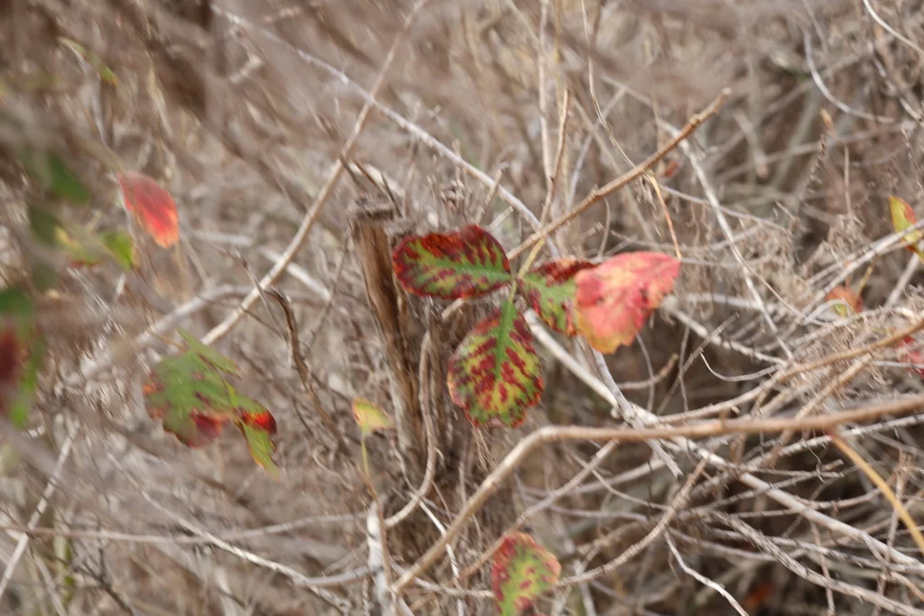 Toxicodendron Diversilobum