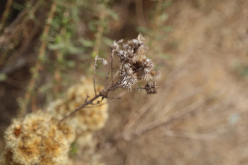 Isocoma Menziesii