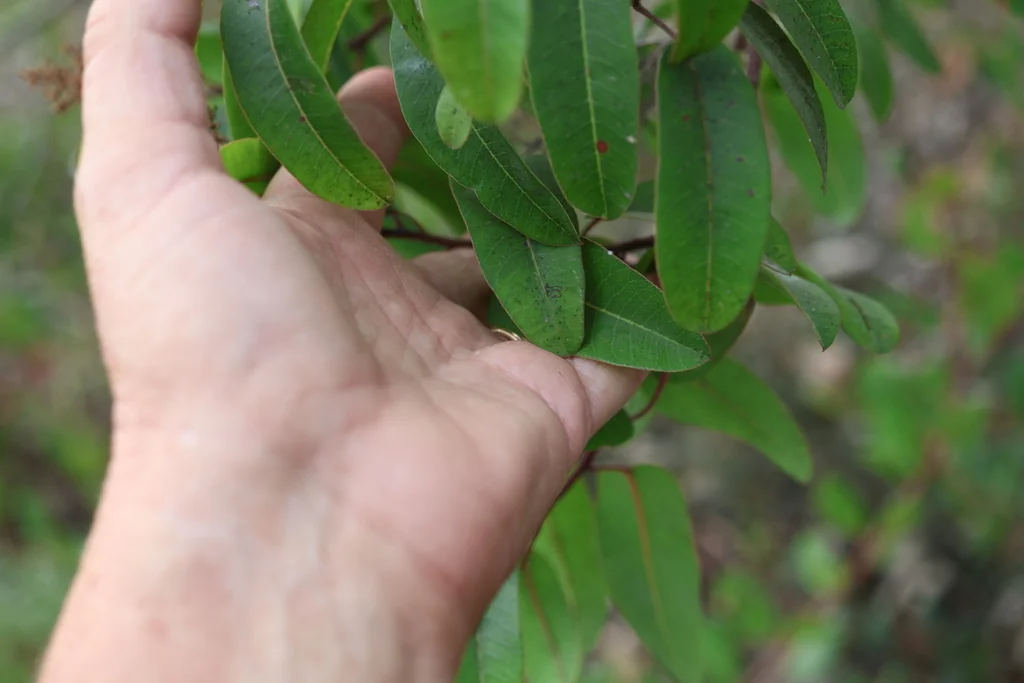 Malosma Laurina
