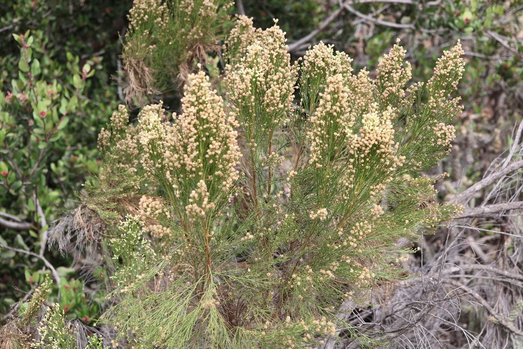 Baccharis Sarothroides