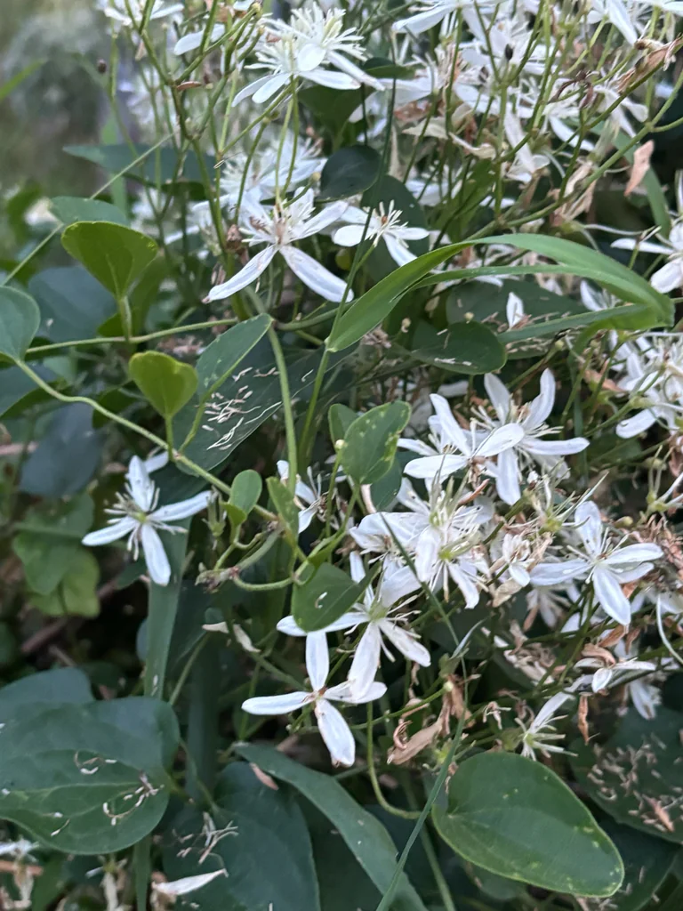 Clematis Ternifolia