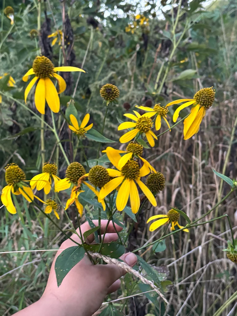 Rudbeckia Laciniata