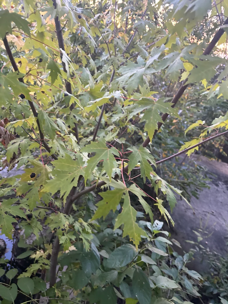 Acer Saccharinum