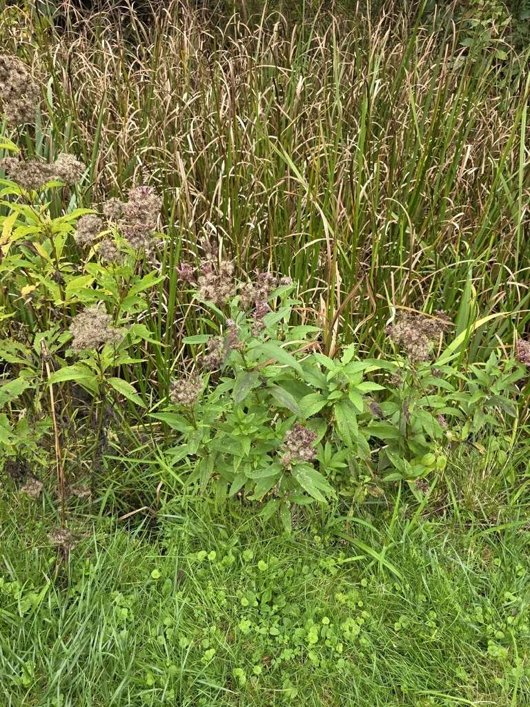 Eutrochium Maculatum
