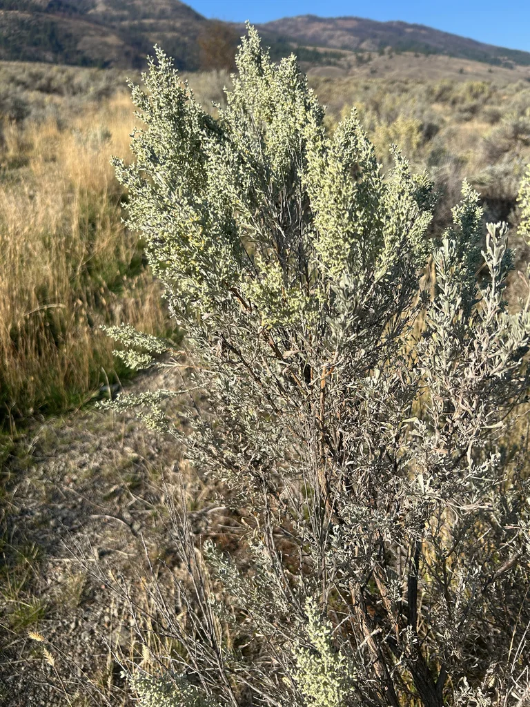 Artemisia Tridentata