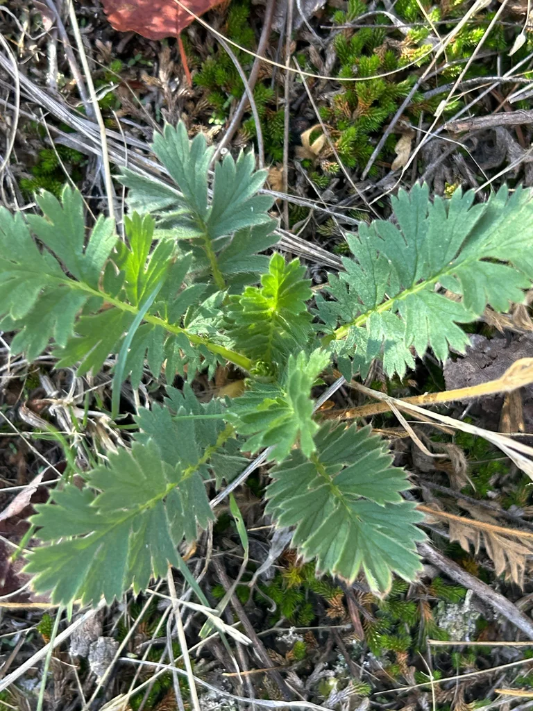 Geum Triflorum