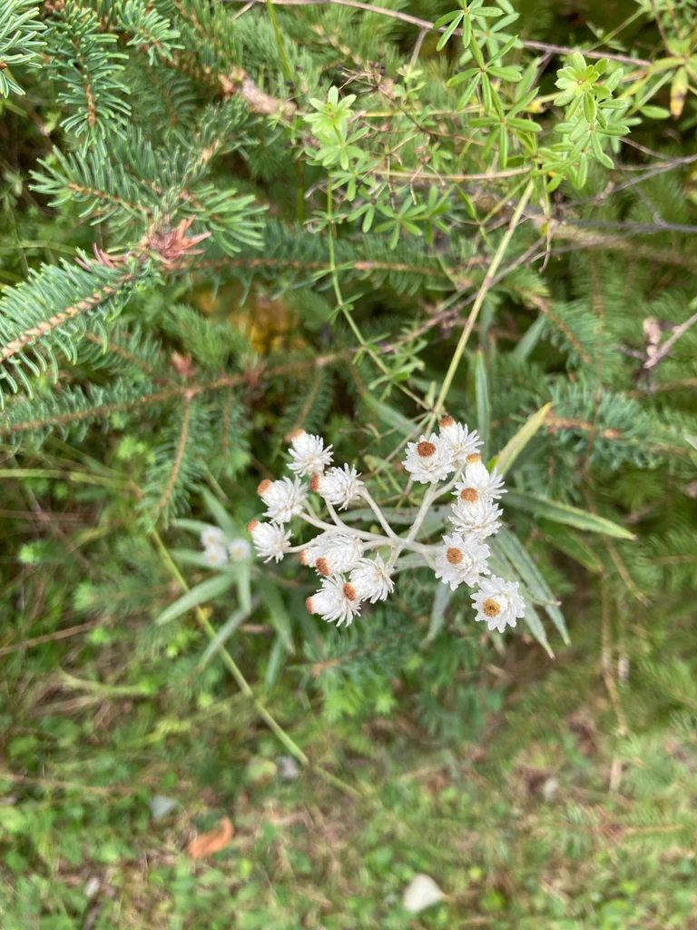 Anaphalis Margaritacea