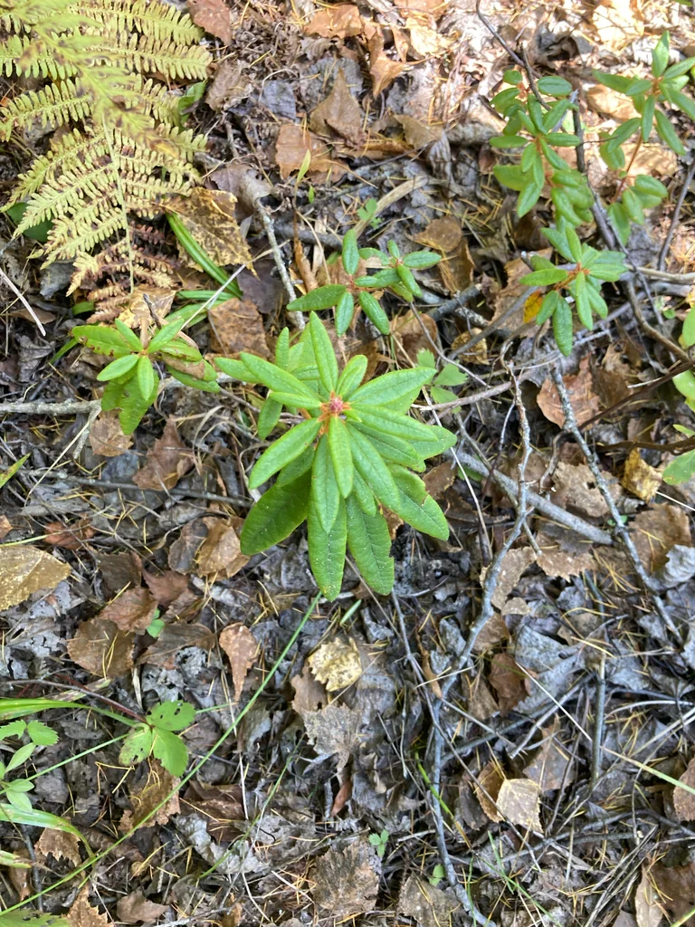 Rhododendron Groenlandicum