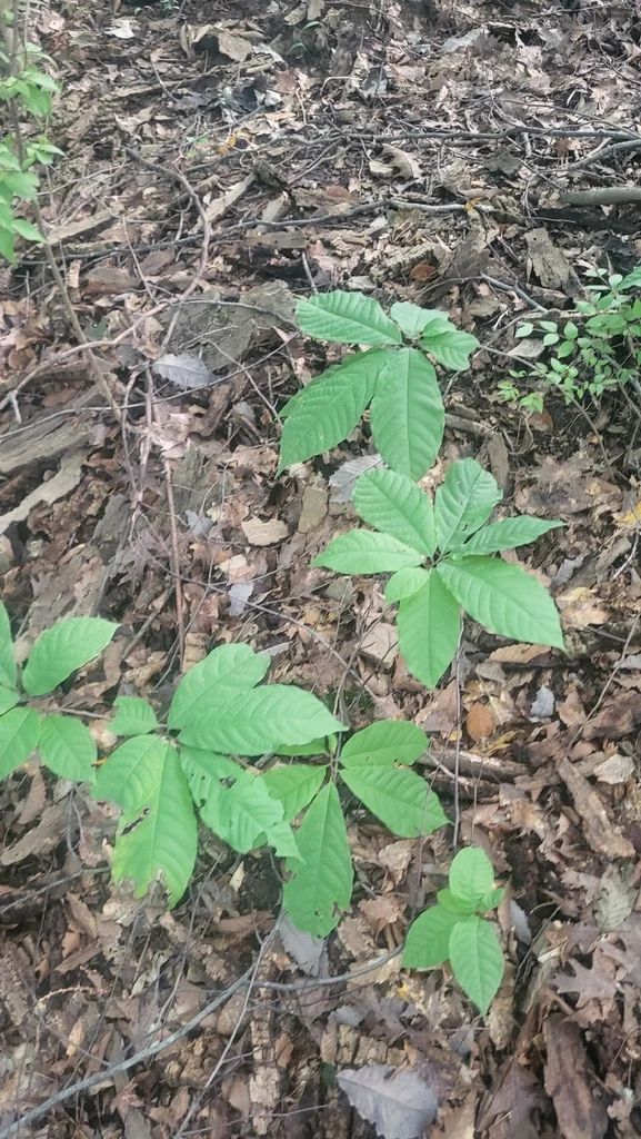 Asimina Triloba